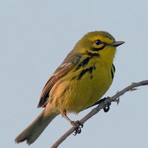 A photograph of a Prairie Warbler bird on a tree branch. It is yellow on its front with brown on its back and tail.