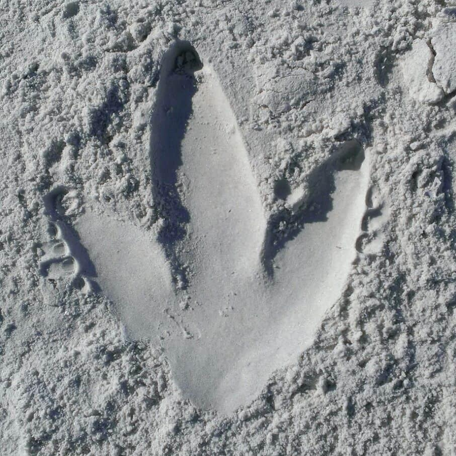 A close-up of a three-toed footprint in the sand