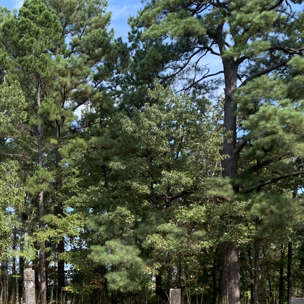 Trees against a blue sky