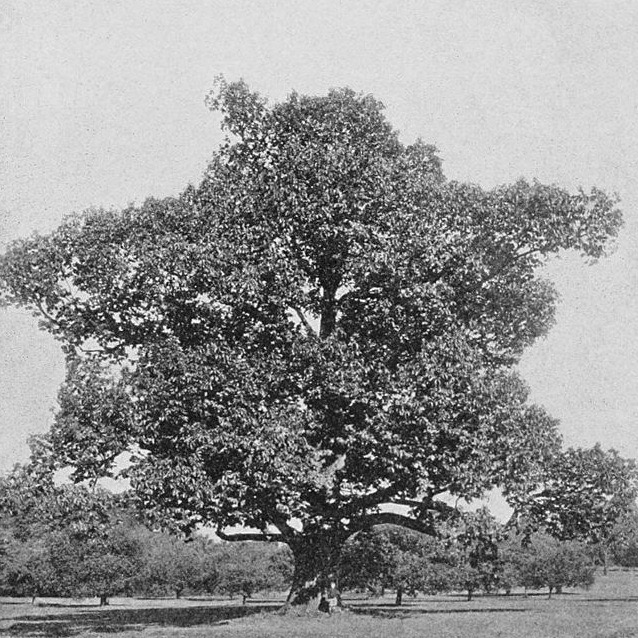 Black and white photo of an old, large American Chestnut