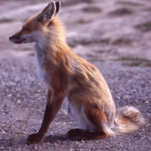 A fox in profile, sitting on gravel, with its ears back and eyes squinted nearly closed. It looks relaxed.