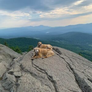 Two golden retrievers, Sampson and Baylor lay on a rock mountain top, under a cloudy blue sky.