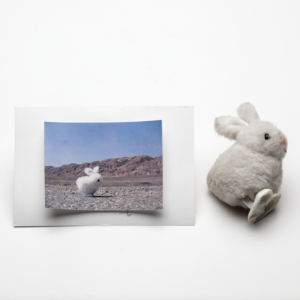 A photograph of a small white wind-up bunny toy, next to a photograph of a photograph of that same bunny pictured in the desert in Iran.