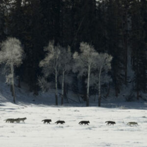 Photograph of wolves walking across snow in a line. Pine trees and cottonwood trees are in the background.