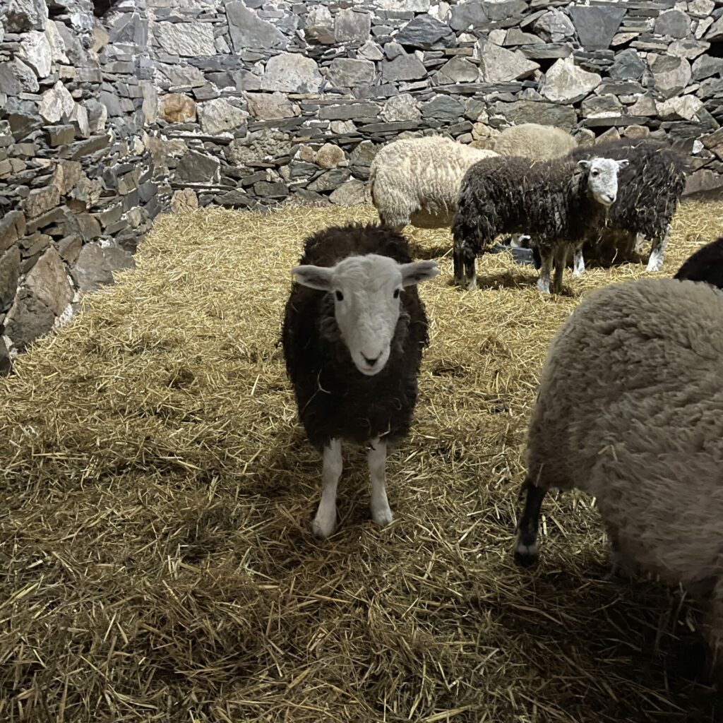 A Herdwick sheep stands in a barn staring at the camera.