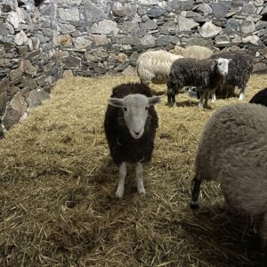 A Herdwick sheep stands in a barn staring at the camera.