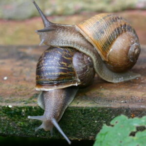 A photo of two left-coiling snails - Lefty, crawling on top of Jeremy.