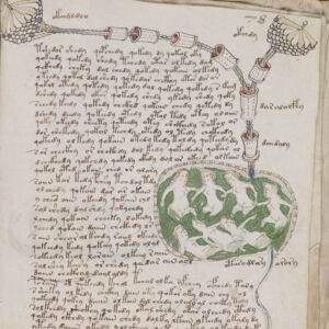 A photograph of a page from the Voynich manuscript. Letters or symbols are scribbled across the page and towards the top of the page is an illustration of a group of small, nude women in what appears to be a pool of green water. Strange tubes connect to the pool.