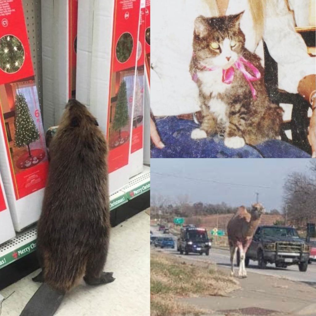 Photo collage of a beaver standing on its hind legs looking at fake christmas trees, another image of a cat wearing a bow sitting on someone’s lap, and a camel walking down the highway followed by a police van and other cars.