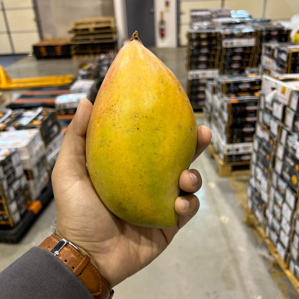 A photo of a man's hand holding up a mango. In the background are dozens of boxes of more mangos.