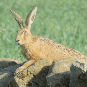 A photo of the hare that lived alongside Chloe Dalton for four years. The hare has brown fur and light brown eyes. She's looking at the camera with her ears extended straight up, and one front paw on top of a stone wall.